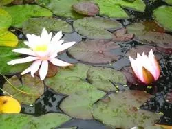îngrijirea și plantarea 1 Nymphaea