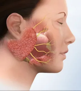 Nevrita - cauze, simptome si remedii populare tratarea nevrită optică (nevrită optică) Nevrita - cauze, simptome si remedii populare tratarea nevrită optică