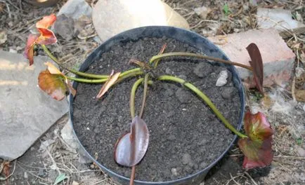 Nymphaion (crin de apă) de plantare normele și îngrijirea de nufăr
