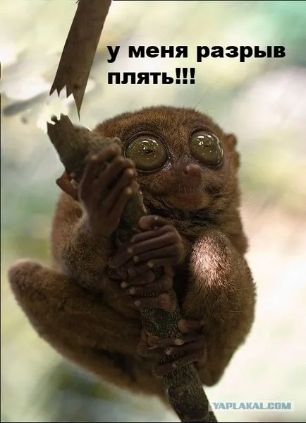 Nu a fost nici o pauză, adsl Netlore, call center, Anton Ural, curent, amice, un psihopat, de lucru, diferența (stream) Nu a fost nici o pauză, adsl Netlore, call center, Anton Ural, flux, mat, diferența de nebun, de locuri de muncă