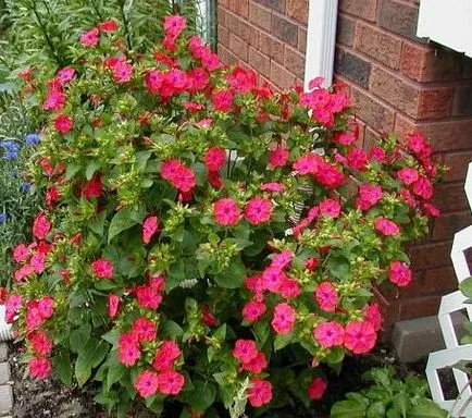Noapte Frumusete - cultivarea de flori nu este dificil (floare) Noapte Frumusete - cultivarea de flori nu este dificil