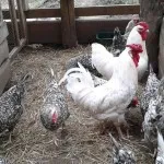 Revizuirea Pușkin rasa de pui, secrete de reproducere, fotografii și recenzii ale agricultorilor