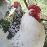 Revizuirea Pușkin rasa de pui, secrete de reproducere, fotografii și recenzii ale agricultorilor