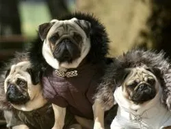 Îmbrăcăminte pentru Pugs