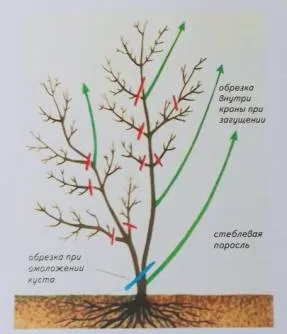 albastru caprifoi Tunderea