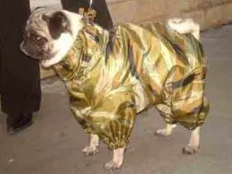 Îmbrăcăminte pentru Pugs