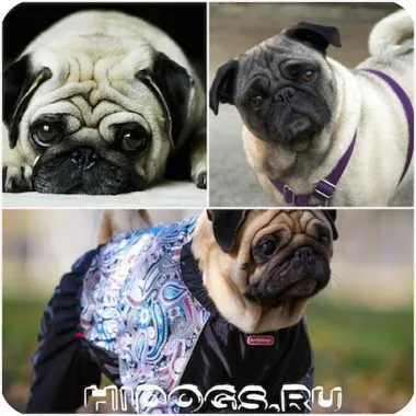 Pug pentru modul de a alege haine și să facă propria (foto)
