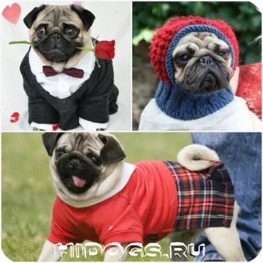 Pug pentru modul de a alege haine și să facă propria (foto)