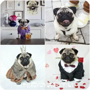 Pug pentru modul de a alege haine și să facă propria (foto)