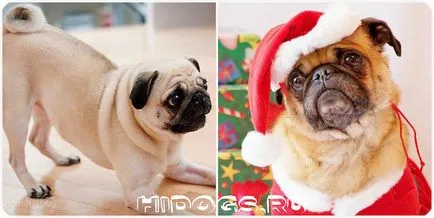 Pug pentru modul de a alege haine și să facă propria (foto)