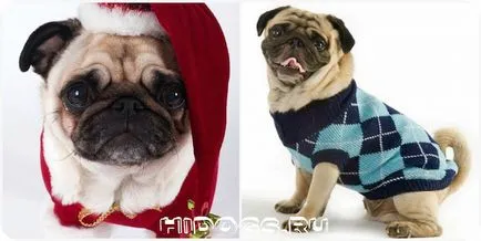 Pug pentru modul de a alege haine și să facă propria (foto)