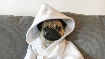 pentru haine pug cu propriile mâini - dogcollar - muniție și accesorii pentru câini (Pug) pentru haine pug cu propriile mâini - dogcollar - muniție și accesorii pentru câini