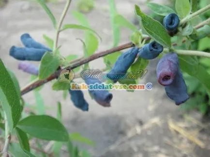 tăiere caprifoi