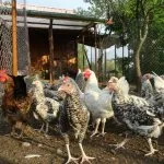Descriere Pushkin pui rasa cu fotografii Reprezentanților și Opinii Proprietar (descriere) pui rasa Descriere Puskin cu fotografii Reprezentanților și Opinii Proprietar