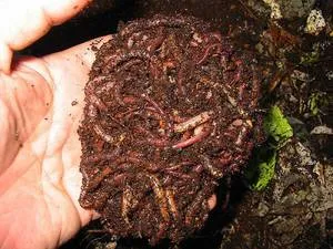 Caracteristici viermi de reproducție în casa în cazul în care pentru a ajunge în decât să păstreze, ce să se hrănească și cum (home) Caracteristici viermi de reproducție în casa în cazul în care pentru a ajunge în decât să păstreze, ce să se hrănească și cum