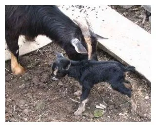caprine lambing - agrodelo