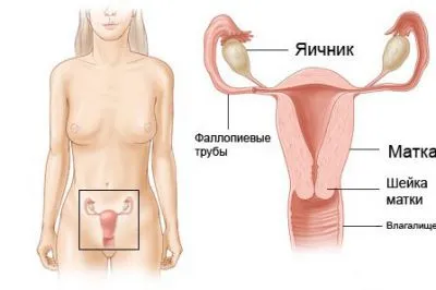 organele pelviene la femei (organisme) organele pelvine la femei