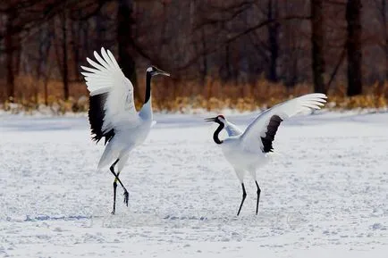 Origami Hârtie Crane cu propriile sale mâini valoarea macaralei și schema