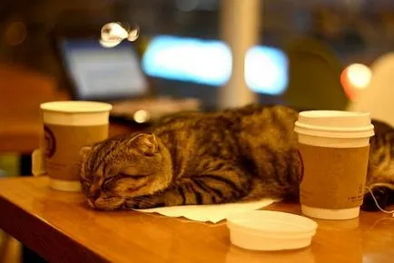 Caracteristici pisică cafenea