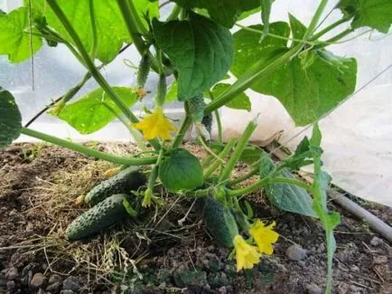 Castravetele descriere germaniu f1, avantajele și dezavantajele, cultivarea în seră, în câmp deschis, (seră) Castravete f1 germană descriere, avantaje și dezavantaje, cultivarea în seră, în câmp deschis,
