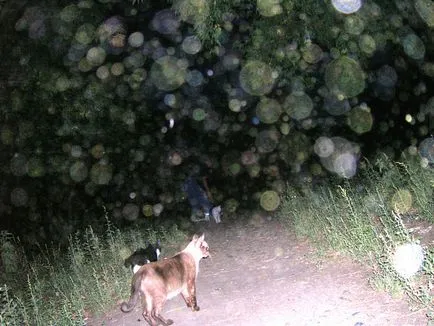 Orbs locuitori ai lumii subtile sau acuratețea fotografiere - Lumi paralele - știri (globuri) Orbs locuitori ai lumii subtile sau precizia de fotografiere - Lumi paralele - Noutăți