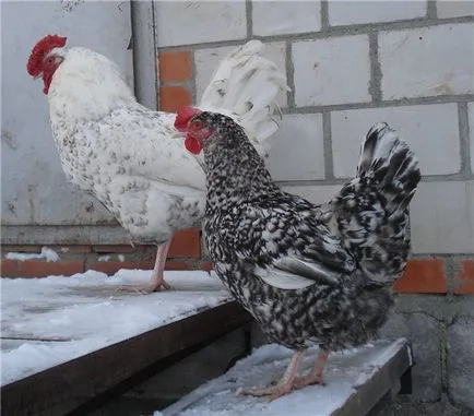 Descriere Pușkin rase de pui cu fotografii și recenzii ale proprietarilor Reprezentanților (foto) pui rasa Descriere Puskin cu fotografii Reprezentanților și Opinii Proprietar