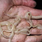 Mai ales alegerea culorii părului (păr) Mai ales alegerea culorii părului