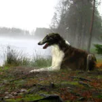 Vânătoare iepurele în toamnă, fără un câine (toamna Zaets) Hunt pentru Hare fără un câine în toamna