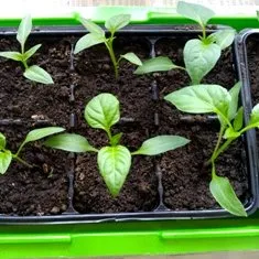 Legume - Cultivarea legumelor, de îngrijire pentru legume, depozitare