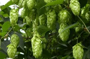 Caracteristici de creștere a plantelor de hamei de plantare, îngrijire, reproducere (cum să planteze hamei din țară) Caracteristici de creștere a plantelor de hamei de plantare, de îngrijire, de reproducție
