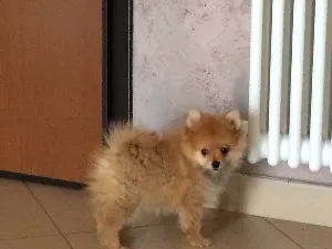 Pomeranian Caracteristici rasa de câine