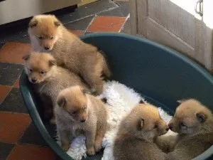 Pomeranian Caracteristici rasa de câine