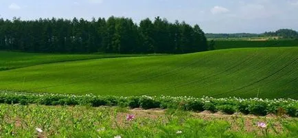 teren Înstrăinarea este
