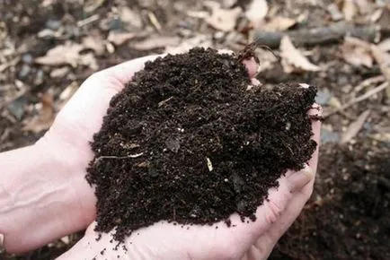 Caracteristici de creștere a plantelor de hamei plantare, îngrijire, reproducere (hamei cultivare și întreținere) Caracteristici de creștere a plantelor de hamei de plantare, de îngrijire, de reproducție