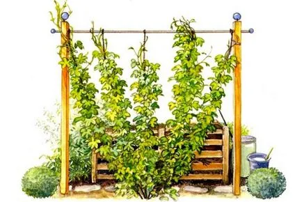 Caracteristici de creștere a plantelor de hamei plantare, îngrijire, reproducere (hamei cultivare și întreținere) Caracteristici de creștere a plantelor de hamei de plantare, de îngrijire, de reproducție