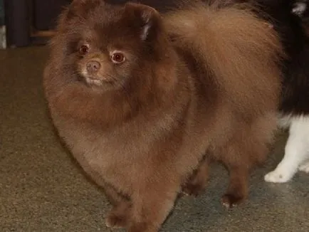 Pomeranian Caracteristici rasa de câine