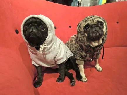 Caracteristici alegere și fabricarea de haine mâinile lor câine rasa Mops (îmbrăcăminte) Caracteristici alegere și fabricarea hainelor lor mâini pentru pug câine rasa