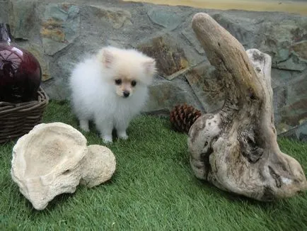 Pomeranian Caracteristici rasa de câine