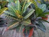 transfer de îngrijire la domiciliu și reproducerea părul fetei, părul doamnei - părul fetei ferigă -