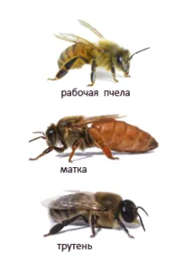 Apicultura albine trăiește mult mai întâmplă și de ce moartea ei