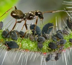 beneficii si dauneaza miere de pin, ca luarea