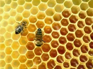 apicultura Apiary ca o afacere, miere de comerț (de afaceri) apicultura Apiary ca o afacere, vânzarea de miere