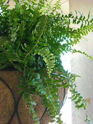 camera Fern - îngrijirea și reproducerea în ciclul acasă, clădire, dezvoltare și înflorire (feriga) camera Fern - îngrijire și reproducerea în casă, clădire, dezvoltare și ciclul de înflorire