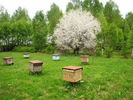 Apicultura ca un business argumente pro și contra, nuanțele de bază ale planului de afaceri și rentabilitatea stupinei