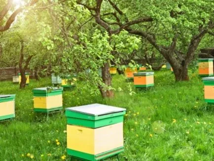 Apicultura ca un business argumente pro și contra, nuanțele de bază ale planului de afaceri și rentabilitatea stupinei