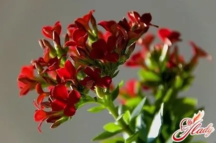 De ce nu flori de erori Kalanchoe care nu pot fi acceptate (Kalanchoe) De ce nu flori de greșeli Kalanchoe, care nu ar trebui să fie permise