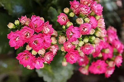 De ce nu înfloresc și cresc Kalanchoe acasă, ce să fac video (flori) De ce nu înfloresc și cresc Kalanchoe acasă, ce să fac film