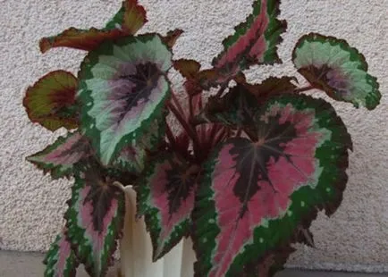 De ce nu e în cameră flori Begonia 8 cauze principale