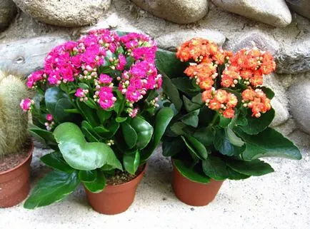 De ce nu florile de Kalanchoe
