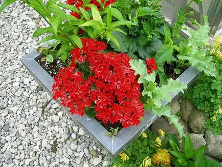 De ce nu înfloresc și cresc Kalanchoe acasă, ce să fac video (cum să facă Kalanchoe flori la domiciliu) De ce nu înfloresc și cresc Kalanchoe acasă, ce să fac film